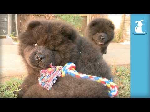 Fluffy Chow Puppy Is So Silly - Puppy Love - UCPIvT-zcQl2H0vabdXJGcpg