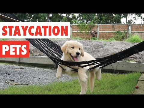 Staycation Pets | Funny Pet Video Compilation 2017 - UCPIvT-zcQl2H0vabdXJGcpg