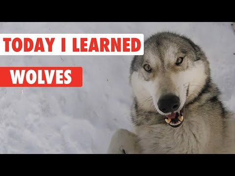 Today I Learned: Wolves - UCPIvT-zcQl2H0vabdXJGcpg