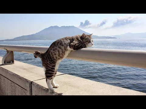 You'll LAUGH SO HARD that you'll need some TIME TO RECOVER - Ultra FUNNY ANIMAL compilation - UC9obdDRxQkmn_4YpcBMTYLw