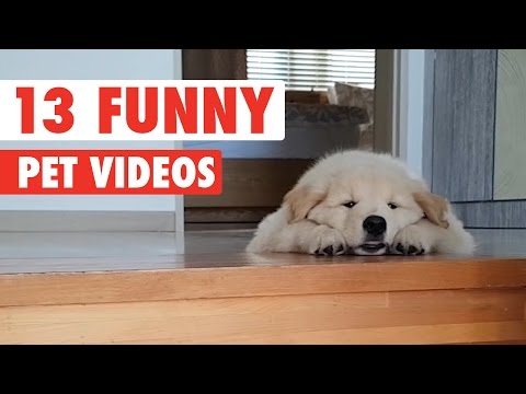 13 Funny Pets Video Compilation 2016 - UCPIvT-zcQl2H0vabdXJGcpg