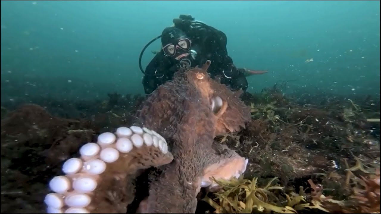 The fight to ban the world’s first octopus farm in British Columbia