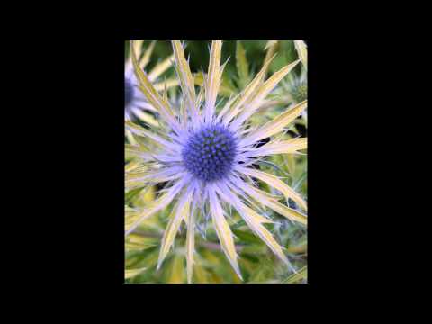 СИНЕГОЛОВНИК  (ERYNGIUM)  сем. Зонтичные - UCjD04rzMr6xMESla-r7_G1g