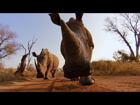 GoPro: Rhino Kiss - UCqhnX4jA0A5paNd1v-zEysw