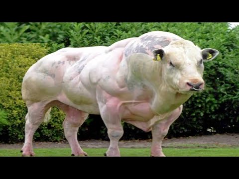 WORLD'S STRONGEST ANIMAL! (Far Cry Primal) - UCfLuMSIDmeWRYpuCQL0OJ6A