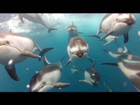 GoPro: Swimming with Dolphins - Santa Cruz, CA - UCqhnX4jA0A5paNd1v-zEysw