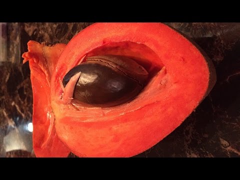 How to eat a Pouteria Sapota , Chiku, Mamey Sapote - UCoq4cyttGVBzqB5oDtSQsBA