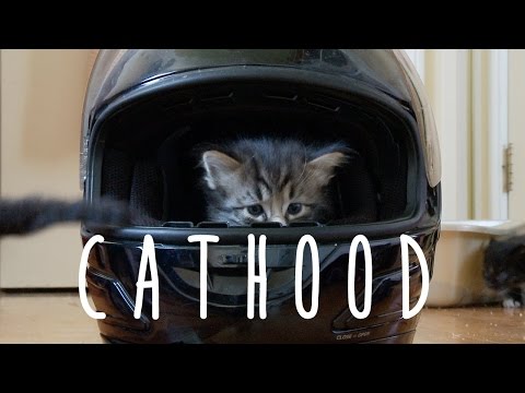 Boyhood (cute kitten version) - UCPIvT-zcQl2H0vabdXJGcpg