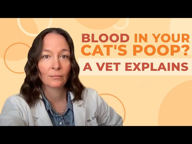 why-does-my-cat-have-blood-in-its-stool-hayfarmguy