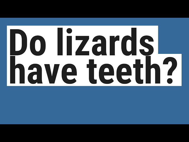 Do Lizards Have Teeth ReptileStreet