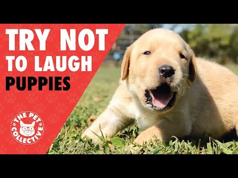 Try Not To Laugh | Funny Puppies Compilation 2017 - UCPIvT-zcQl2H0vabdXJGcpg