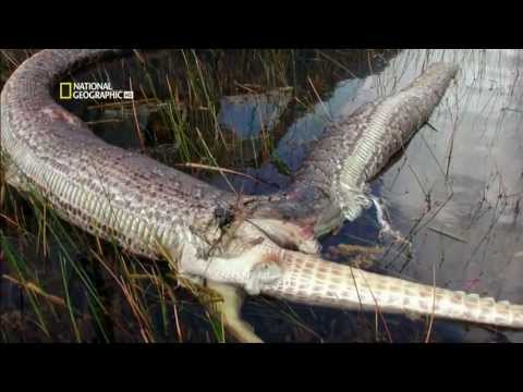 İnsan yiyen yılanlar - National Geographic