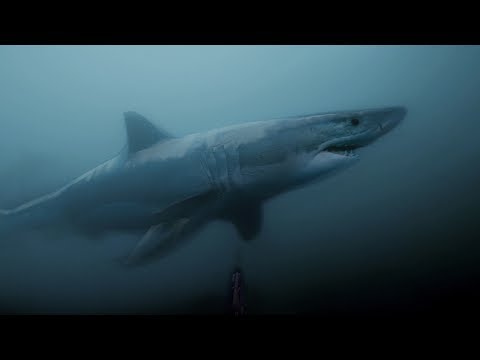 GoPro Awards: Great White Shark Encounter - UCqhnX4jA0A5paNd1v-zEysw