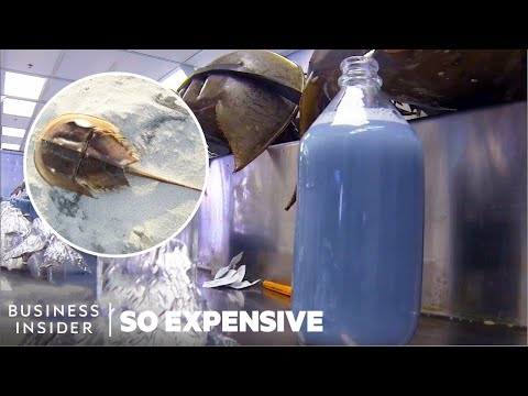 Why Horseshoe Crab Blood Is So Expensive - UCcyq283he07B7_KUX07mmtA