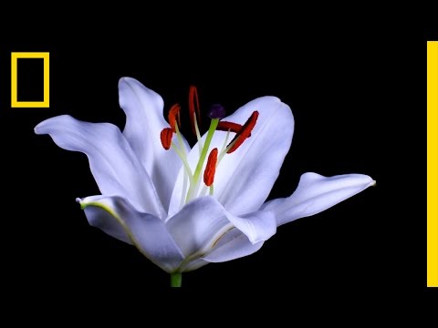 Time-Lapse: Watch Flowers Bloom Before Your Eyes - UCpVm7bg6pXKo1Pr6k5kxG9A