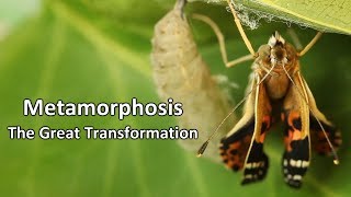 Metamorphosis  - The Great Transformation