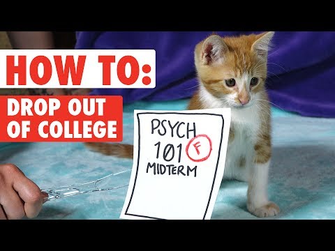 How to Drop Out of College - WITH KITTENS! | Funny Kitten Video 2017 - UCPIvT-zcQl2H0vabdXJGcpg
