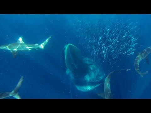 GoPro Awards: Sharks, Dolphins, Penguins and Whales - UCqhnX4jA0A5paNd1v-zEysw