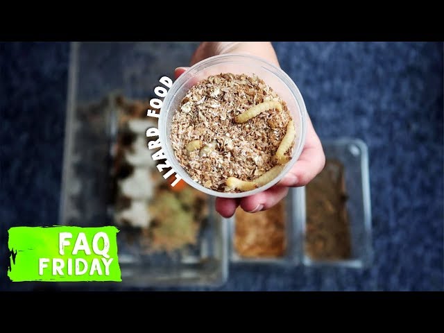 How To Store Mealworms For Your Reptiles - To Get Ideas