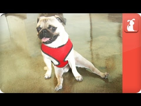 Pepe the Paralyzed Pug - Tails of Hope - UCPIvT-zcQl2H0vabdXJGcpg