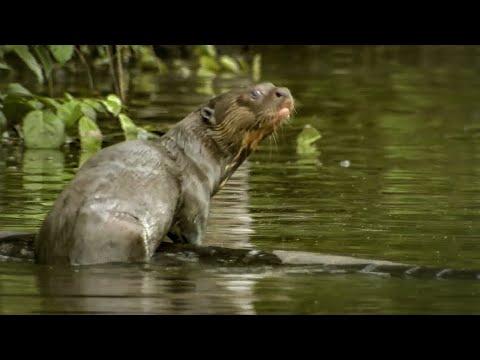 Spotting a Rare Giant Amazon Otter | Deadly 60 | Series 2 | BBC - UCwmZiChSryoWQCZMIQezgTg