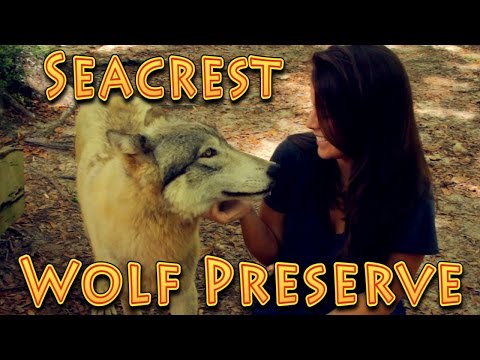 Travel: Seacrest Wolf Preserve, Chipley, Florida!!! (04.16.2016) - UC18kdQSMwpr81ZYR-QRNiDg
