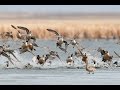 Chasse - Hunting duck in argentina juin 2012 - Drift HD - Compil. 