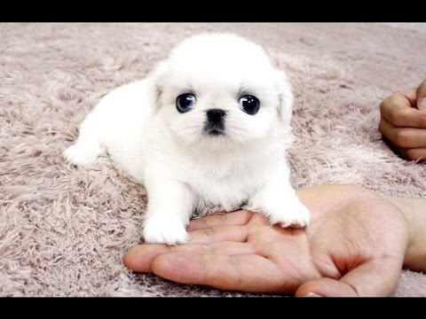 Funny Dogs - A Funny Dog Videos Compilation 2016-TRY NOT TO LAUGH (IMPOSSIBLE CHALLENGE) #1 - UCwkmoksfgXW6dB9DjNXpq9g