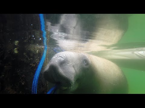 Chewing Manatee - UCTs-d2DgyuJVRICivxe2Ktg