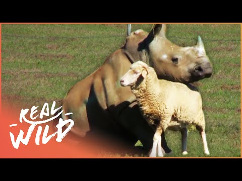 Sheep Adopt Orphan Baby Rhinos [Animal Odd Couples] | Wild Things Shorts - UCbq-4OJxnziD3awH-aTezeA