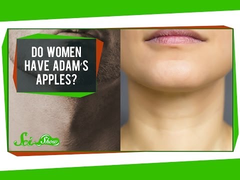 Do Women Have Adam's Apples? - UCZYTClx2T1of7BRZ86-8fow