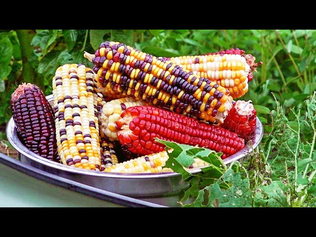 Is Indian Corn Edible?