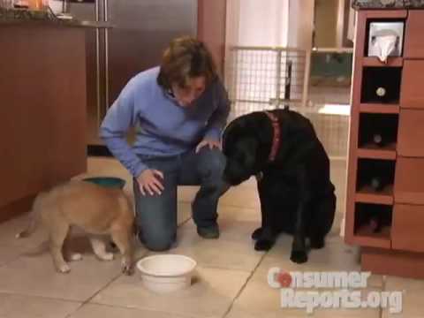 Pet Food Buying Advice | Consumer Reports - UCOClvgLYa7g75eIaTdwj_vg