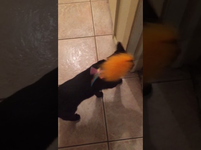 Can Cats Eat Gummy Bears HayFarmGuy