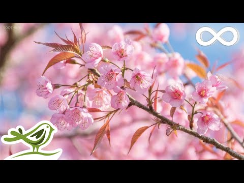 10 Hours of Relaxing Music - Sleep Music, Soothing Piano Music, Sleeping Music - UCjzHeG1KWoonmf9d5KBvSiw