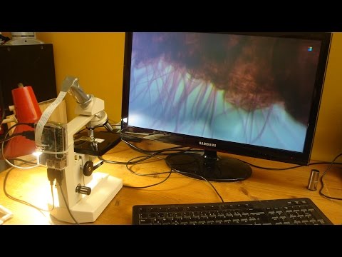 Hack: Digital Microscope with Raspberry Pi + PiCam - UCDbWmfrwmzn1ZsGgrYRUxoA