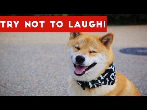 Try Not To Laugh At This Funny Dog Video Compilation | Funny Pet Videos - UCYK1TyKyMxyDQU8c6zF8ltg