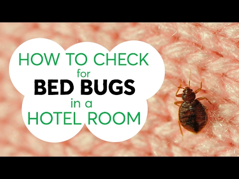 How to Check for Bed Bugs in a Hotel Room | Consumer Reports - UCOClvgLYa7g75eIaTdwj_vg