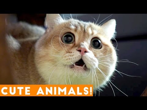 Ultimate Cute Animal Compilation January 2018 | Funny Pet Videos - UCYK1TyKyMxyDQU8c6zF8ltg