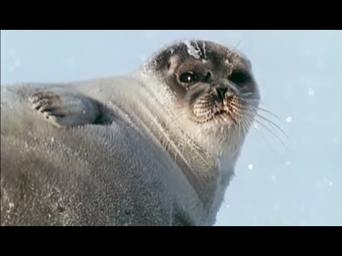 Pregnant Polar Bear hunts seals | Animals: The Inside Story | BBC - UCwmZiChSryoWQCZMIQezgTg