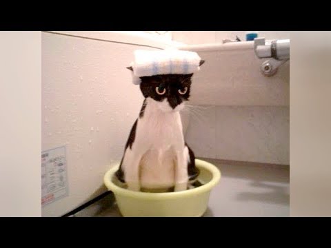 FUNNIEST ANIMALS EVER! - You will LAUGH AT EVERY SINGLE VIDEO! - UCKy3MG7_If9KlVuvw3rPMfw