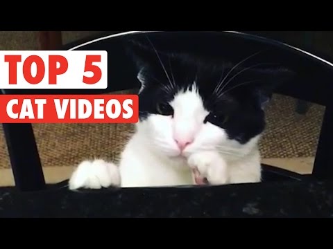 Top 5 Funny Cats Compilation || Feb 26 2016 - UCPIvT-zcQl2H0vabdXJGcpg