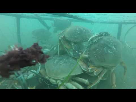 GoPro Crabbing Bandon, Oregon (2016) - UCzQx0C-iM7oj_q1XxHQCuQw