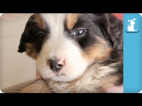 Cuddle With An Adorable Bernese Mountain Dog - Puppy Love - UCPIvT-zcQl2H0vabdXJGcpg
