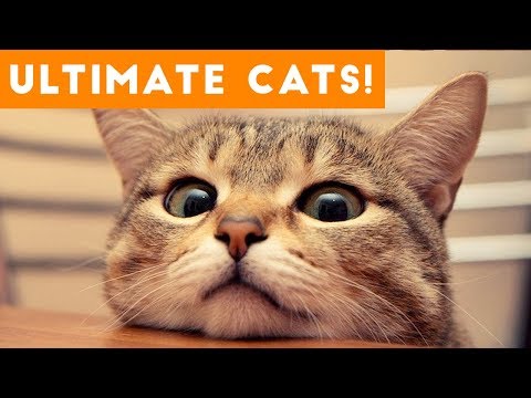 Ultimate FUNNY CAT and KITTEN Compilation of 2017 | Funny Pet Videos - UCYK1TyKyMxyDQU8c6zF8ltg