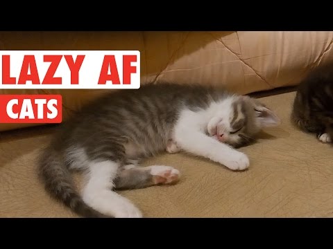 Hilarious Lazy Cats Video Compilation - UCPIvT-zcQl2H0vabdXJGcpg