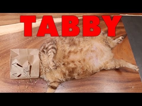 Tammy Trailer (Cat Parody) - UCPIvT-zcQl2H0vabdXJGcpg