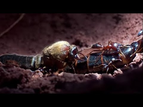 Queen Ant Mating Season | Ant Attack | BBC Earth - UCwmZiChSryoWQCZMIQezgTg