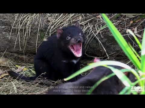 National Threatened Species Day 2020