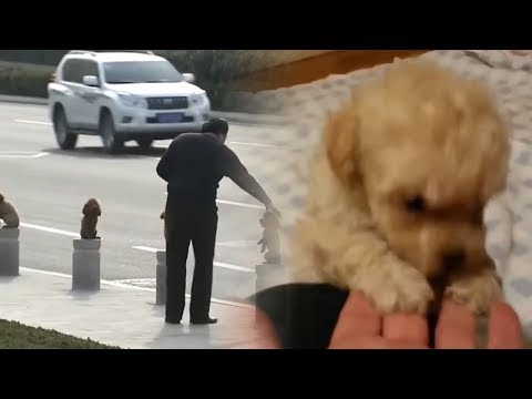 5 Smallest Dogs You Won’t Believe Actually Exist! - UCUVa51UA_690sEKyRbHb-5A